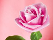 Pink Shadow Rose