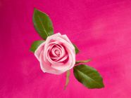 Rose in Deep Pink